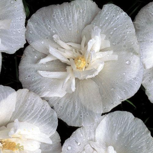 Hibiscus syriacus 'Notwoodtwo' ~ White Chiffon® Rose of Sharon