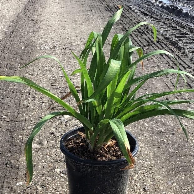 Hemerocallis 'Happy Returns' ~ Happy Returns Daylily