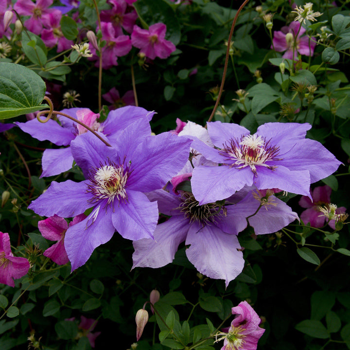 Clematis 'Ramona' ~ Ramona Clematis