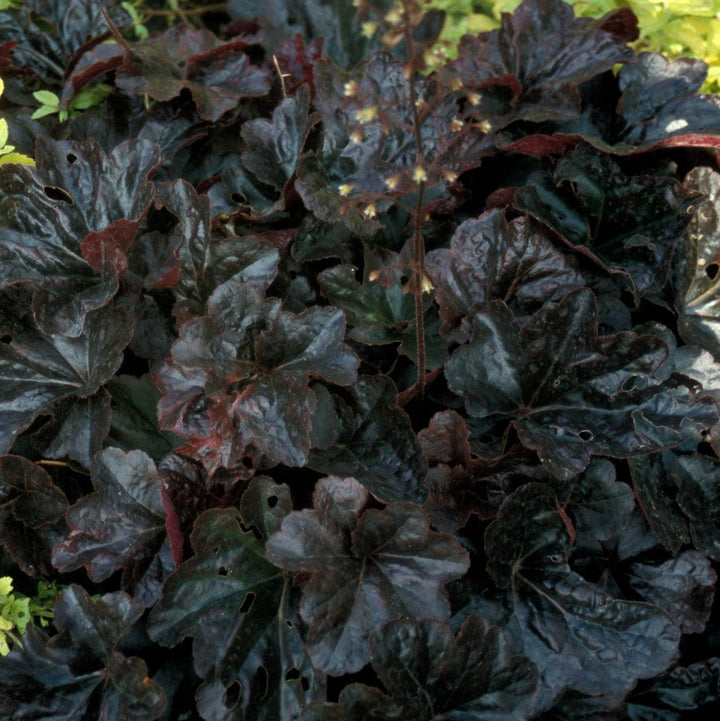 Heuchera 'Obsidian' ~ Obsidian Coral Bells