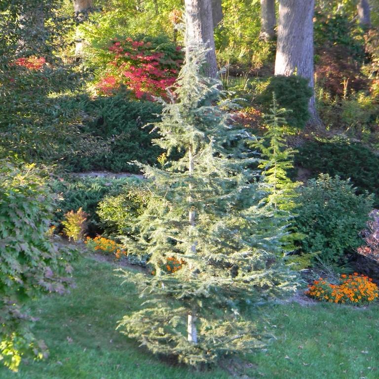 Cedrus deodara 'Karl Fuchs' ~ Karl Fuchs Deodar Cedar, Himalayan Cedar