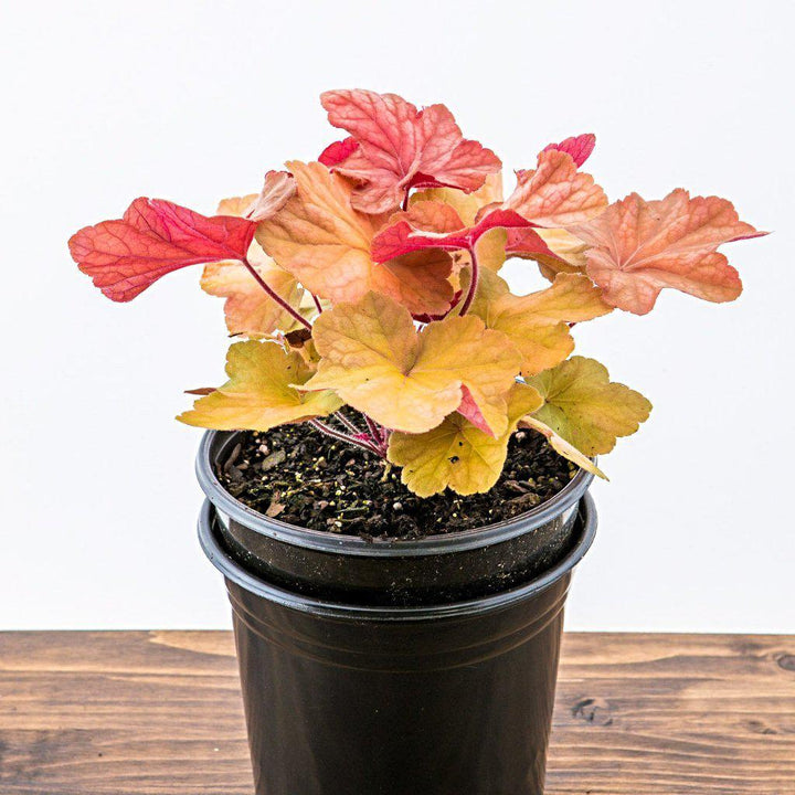 Heuchera 'Caramel' PP16,560 ~ Caramel Coral Bells, Heuchera