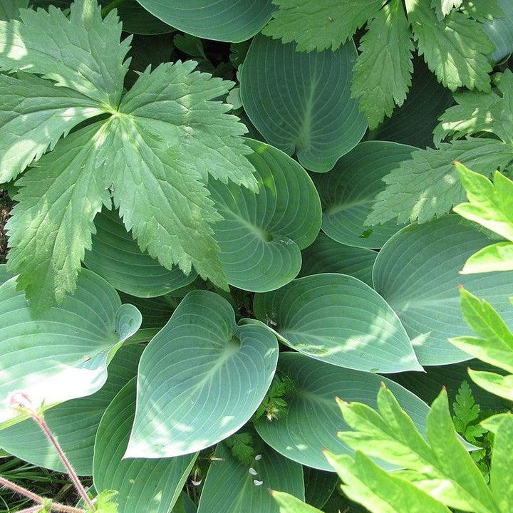 Hosta 'Halcyon' ~ Halcyon Hosta