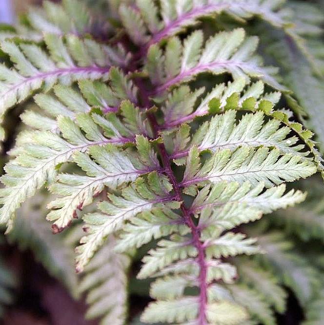 Athyrium niponicum var. pictum 'Ursula's Red' ~ Ursula's Red Japanese Painted Fern