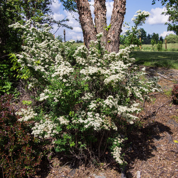 Spiraea nipponica 'Montículo de nieve' ~ Montículo de nieve Spirea