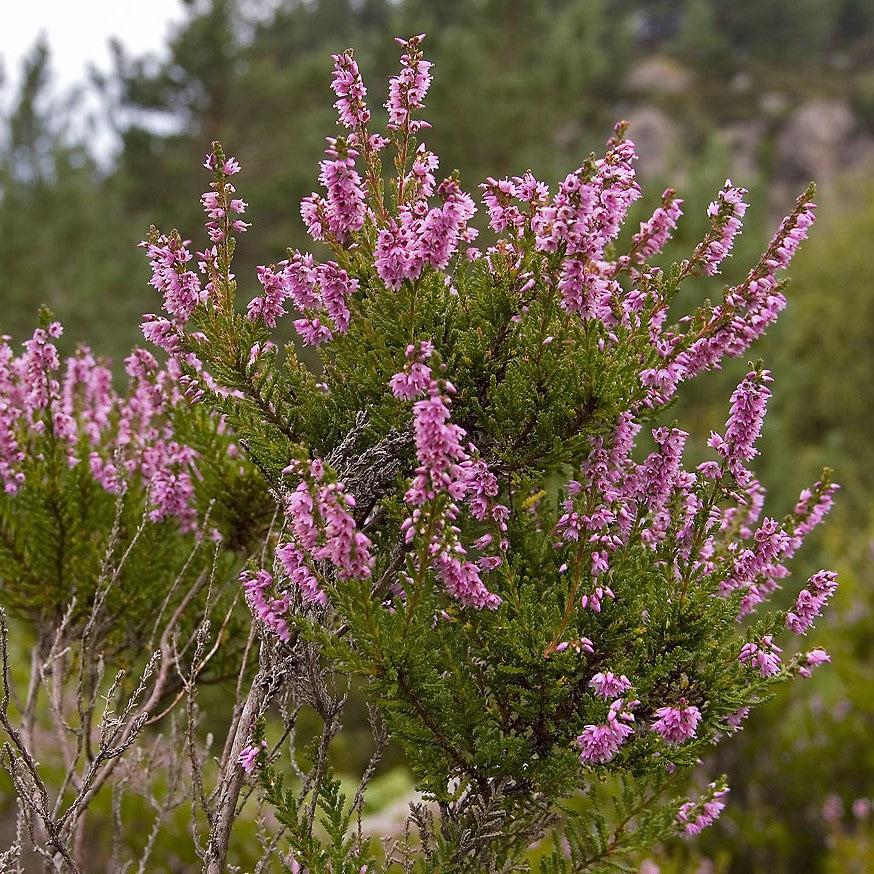 Calluna vulgaris ~ Scotch Heather