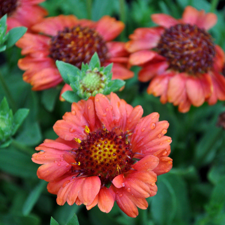 Gaillardia x grandiflora 'PAS933516' ~ Mesa™ Red Blanket Flower