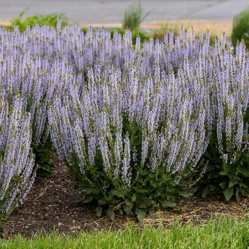 Salvia nemorosa ‘Perfect Profusion’ ~ Perfect Profusion Meadow Sage