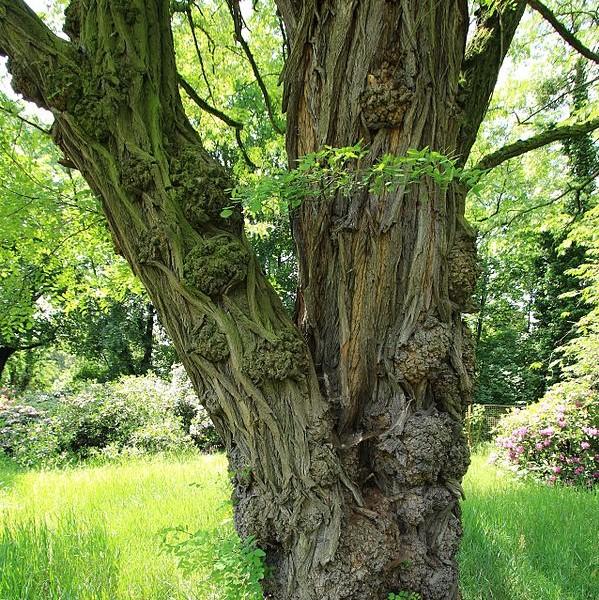 Robinia pseudoacacia ~ Black Locust