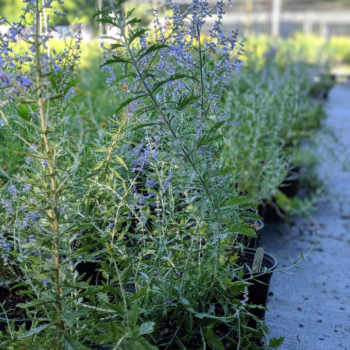 Perovskia atriplicifolia ~ Russian Sage