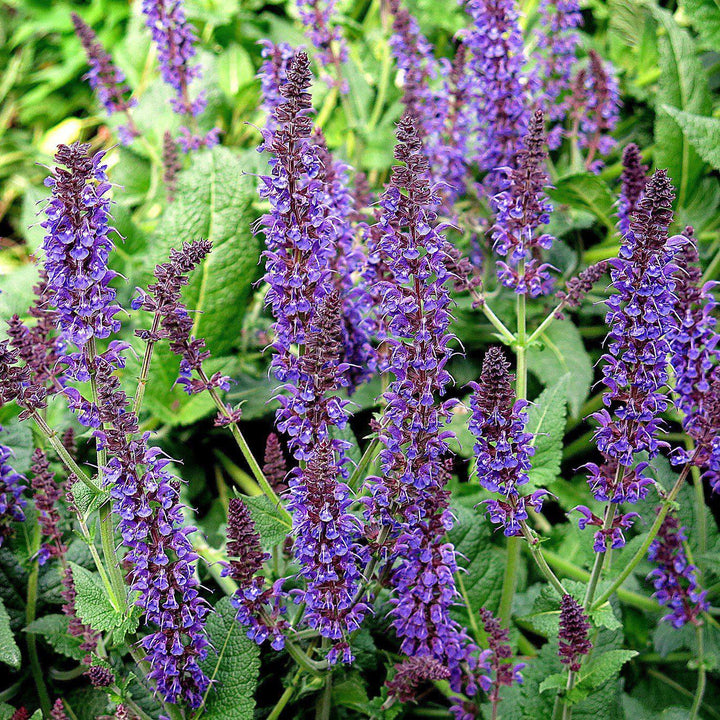 Salvia x sylvestris 'Mainacht’ ~ May Night Wood Sage