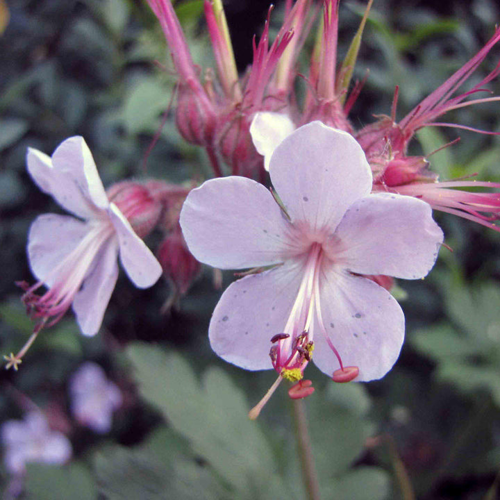 Geranium macrorrhizum 'Ingwersen's Variety' ~ Ingwersen's Variety Bigroot Cranesbill