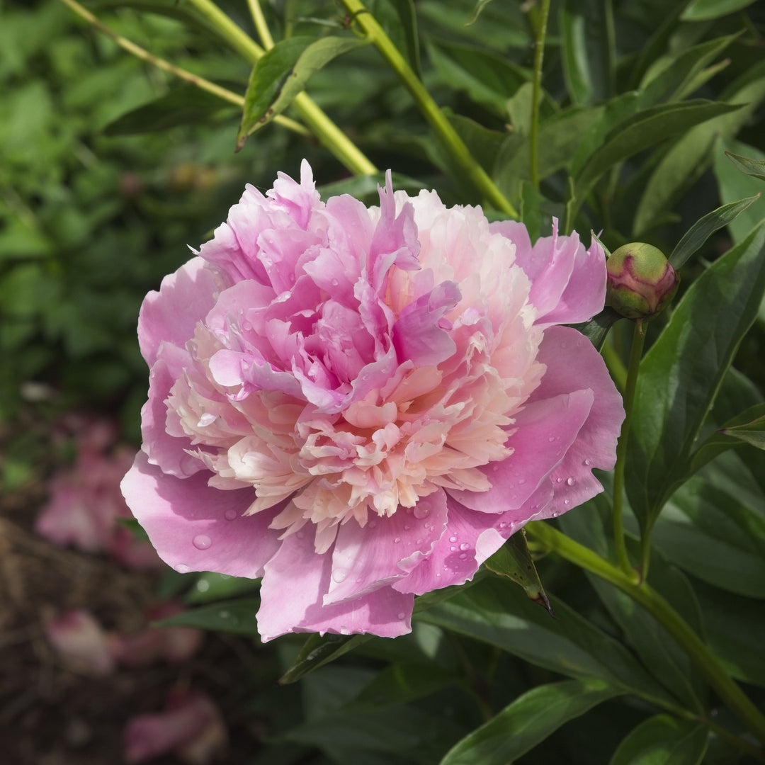 Paeonia lactiflora 'Sorbet' ~ Sorbet Peony