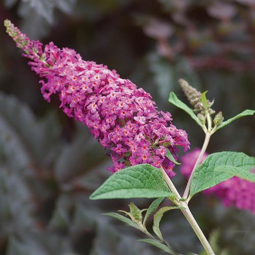 Buddleia 'Miss Ruby' PP19,950 ~ Miss Ruby Butterfly Bush