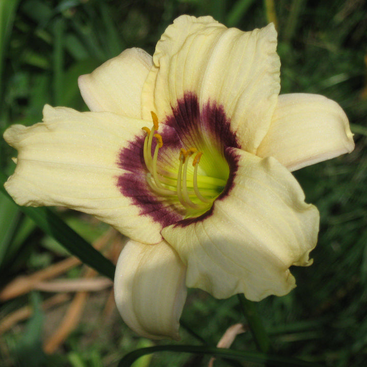 Hemerocallis 'Pandora's Box' ~ Pandora's Box Daylily