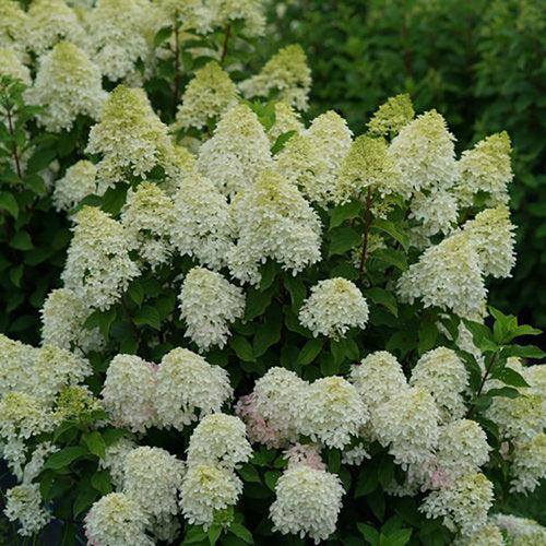 Hortensia paniculata 'SMNHPM' ~ Hortensia Quick Fire Fab®