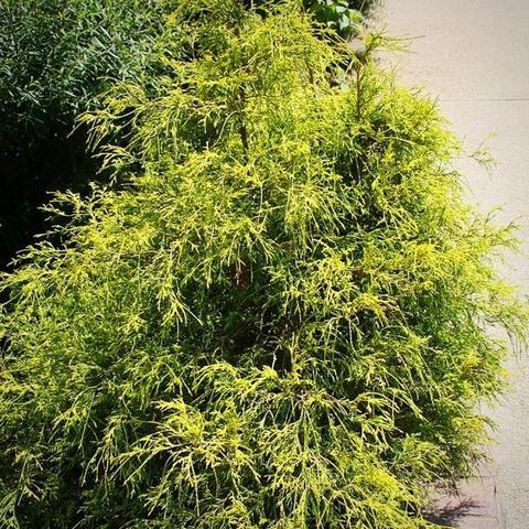 Chamaecyparis pisifera 'Golden Mop' ~ Golden Mop False Cypress