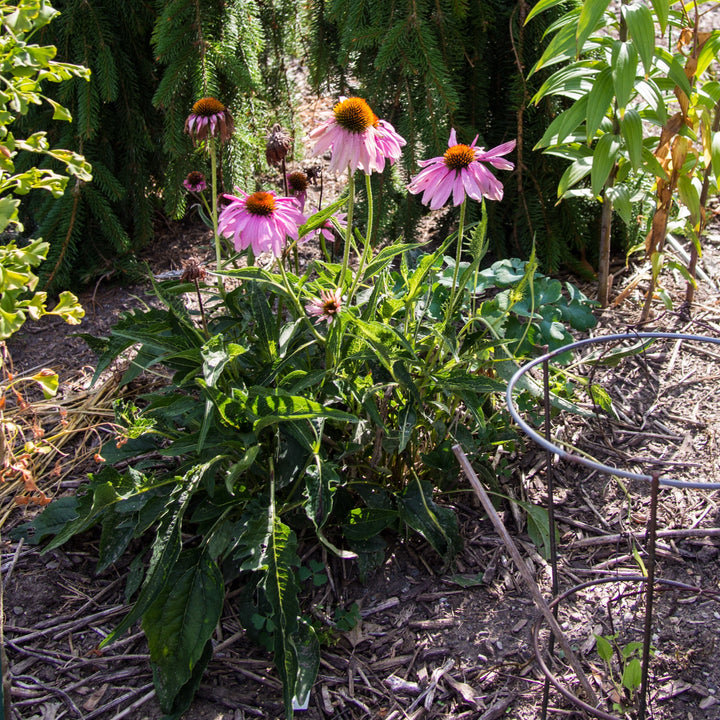 Echinacea purpurea 'Rubinstern' ~ Ruby Star Echinacea