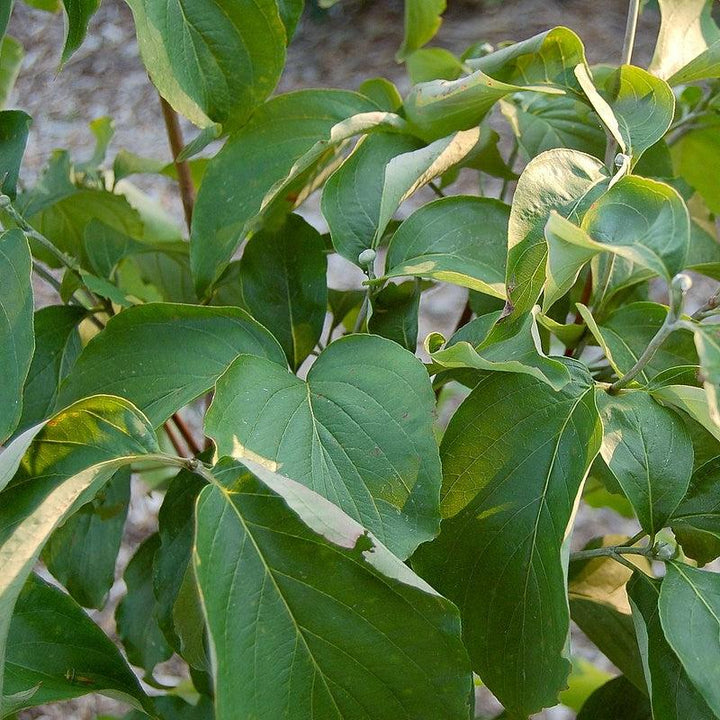 Cornus florida 'Appalachian Spring' ~ Appalachian Spring Dogwood