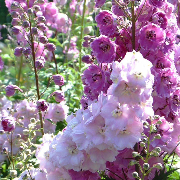 Delphinium (Pacific Hybrids) ~ Pacific Hybrids Mix Delophinium, Larkspur