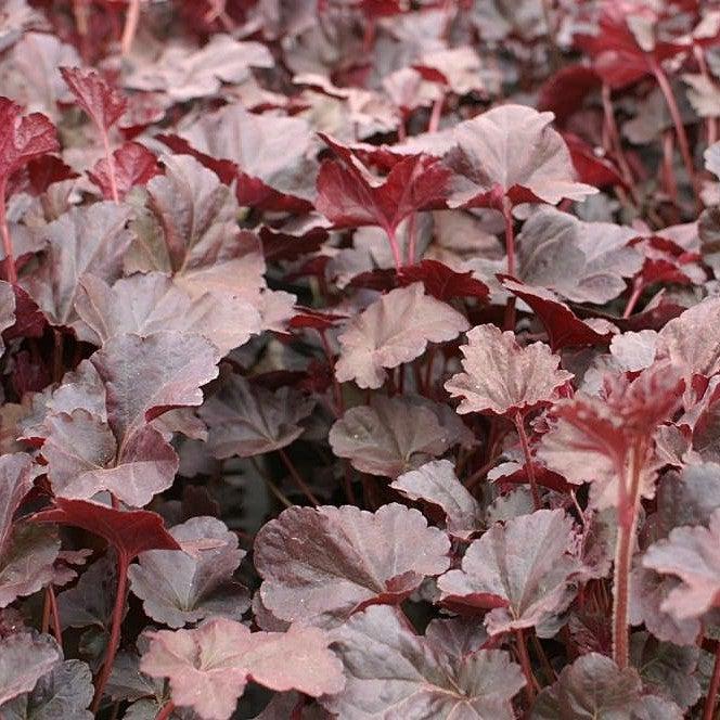 Heuchera x 'Plum Pudding' ~ Plum Pudding Coral Bells, Heuchera