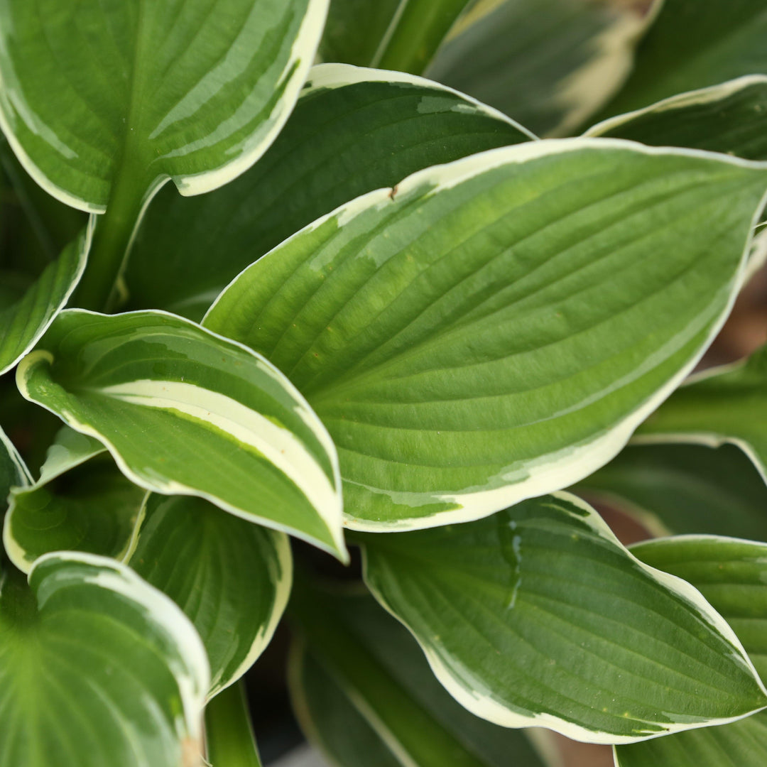 Hosta 'Francee' ~ Francee Hosta