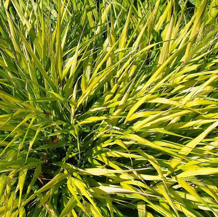 Hakonechloa macra 'All Gold' ~ All Gold Japanese Forest Grass, Hakone Grass