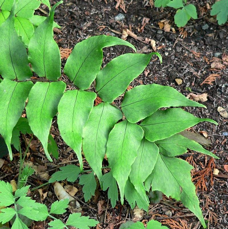 Cyrtomium falcatum ~ Japanese Holly Fern