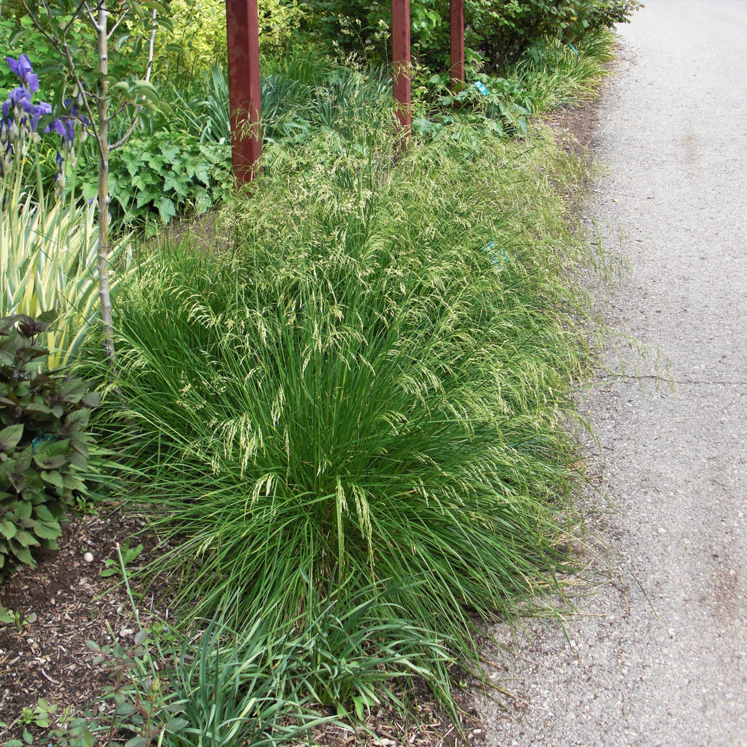 Deschampsia cespitosa 'Goldtau' ~ Golden Dew Tufted Hair Grass