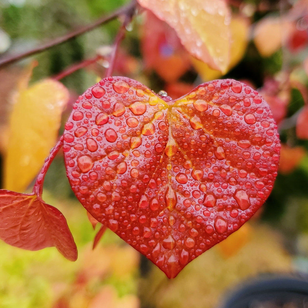 Cercis canadensis 'NC2016-2' PP #31,260 ~ Flame Thrower® Redbud