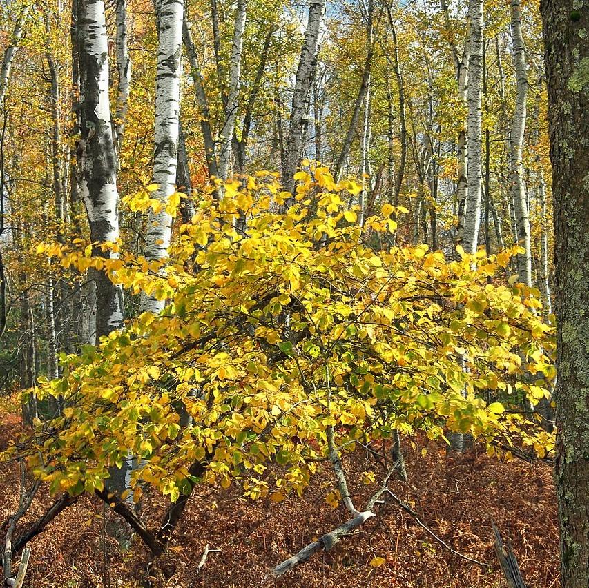 Hamamelis virginiana ~ Witch Hazel