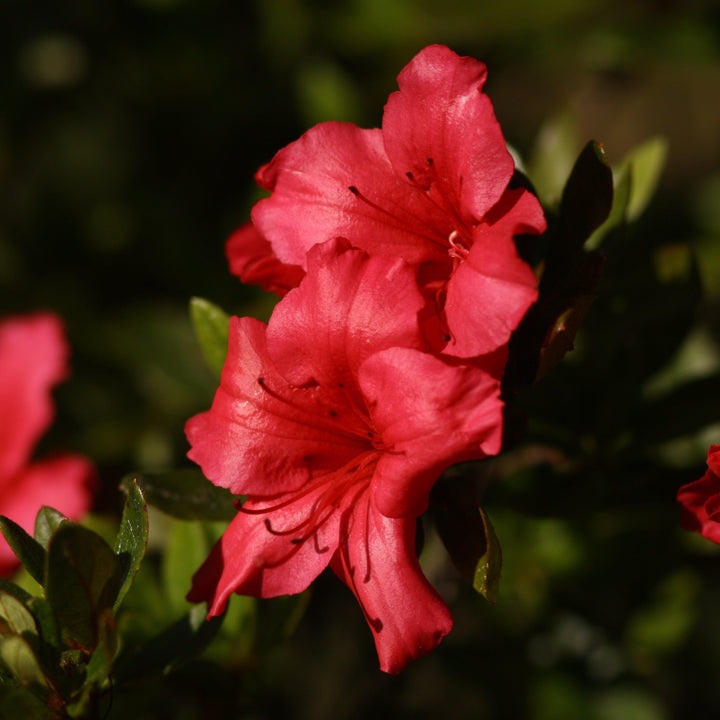 Rhododendron ‘Red Ruffle’ ~ Red Ruffle Azalea