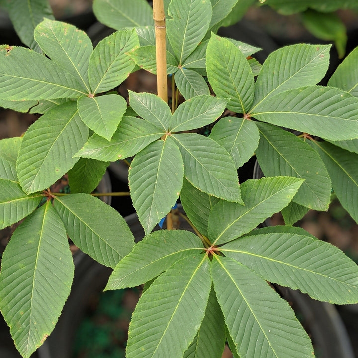 Aesculus pavia ~ Red Buckeye