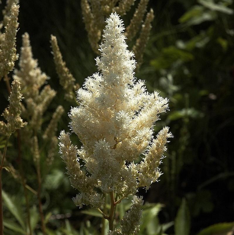 Astilbe japonica 'Deutschland' ~ Deutschland Japanese Astilbe