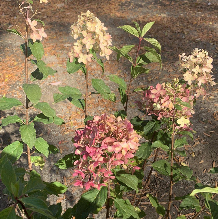 Hortensia paniculata 'SMNHPPH' ~ Hortensia Proven Winners® Limelight Prime®