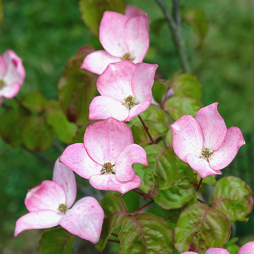 Cornus kousa 'Satomi' ~ Satomi Dogwood