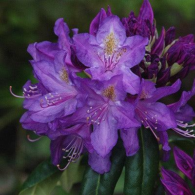 Rododendro x 'Lee's Dark Purple' ~ Rododendro morado oscuro de Lee