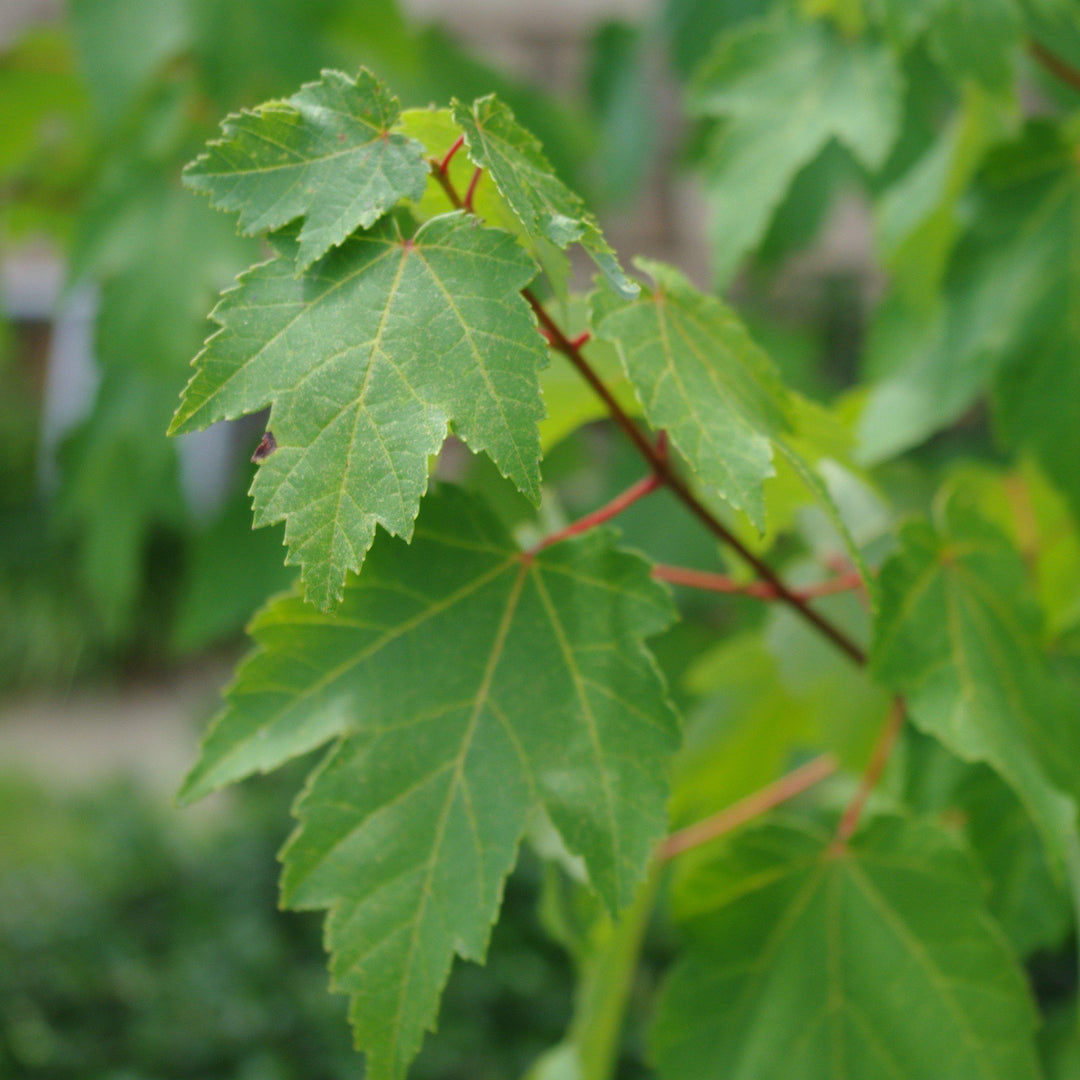 Acer rubrum 'Brandywine' ~ Brandywine Red Maple