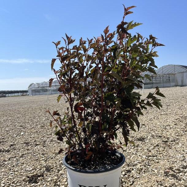 Physocarpus opulifolius 'Seward' ~ Summer Wine® Ninebark