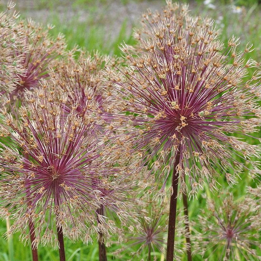 Allium 'Globemaster' ~ Globemaster Ornamental Onion