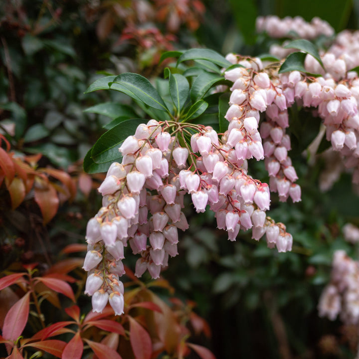 Pieris japonica 'Piesid2' ~ Glowing Hearts™ Pieris