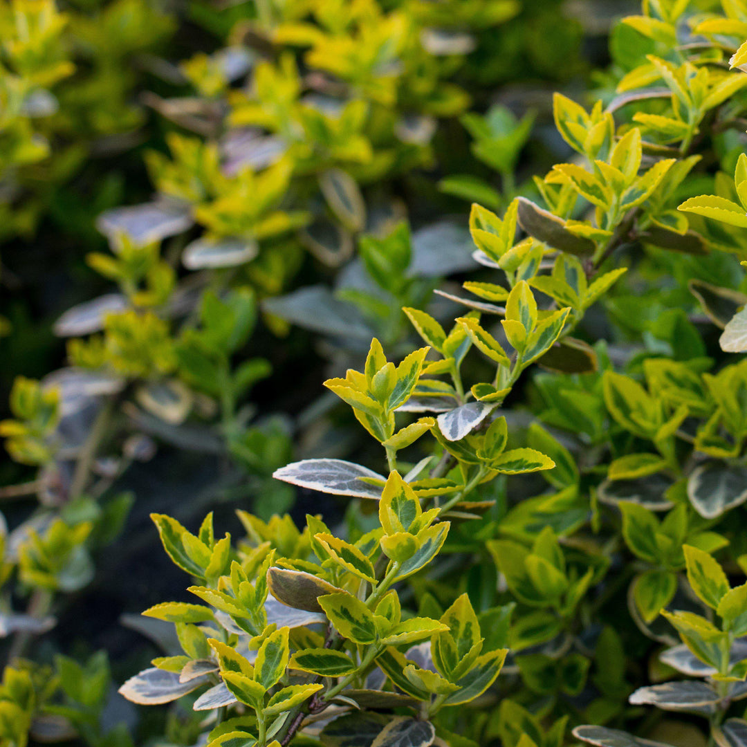 Buxus microphylla 'Peergold' ~ Golden Dream Boxwood