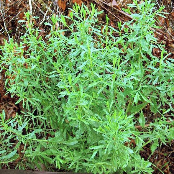 Myrica cerifera ~ Southern Wax Myrtle