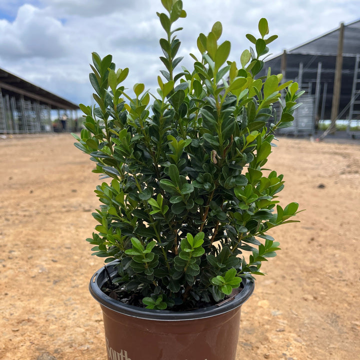 Buxus microphylla japonica 'Gregem' ~ Baby Gem™ Boxwood