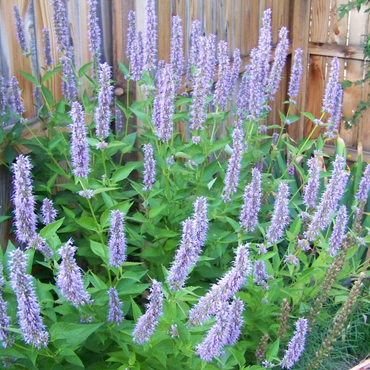 Agastache foeniculum 'Blue Fortune' ~ Blue Fortune Giant Hyssop