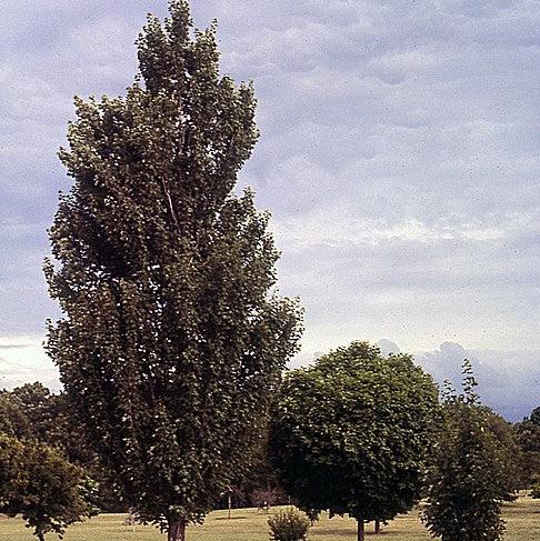 Acer rubrum 'Armstrong' ~ Armstrong Red Maple