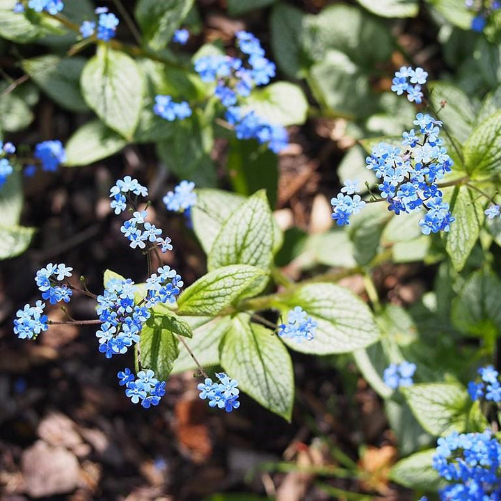 Brunnera macrophylla 'Silver Heart' ~ Silver Heart Siberian Bugloss