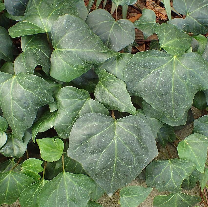 Hedera algeriensis ~ Algerian Ivy