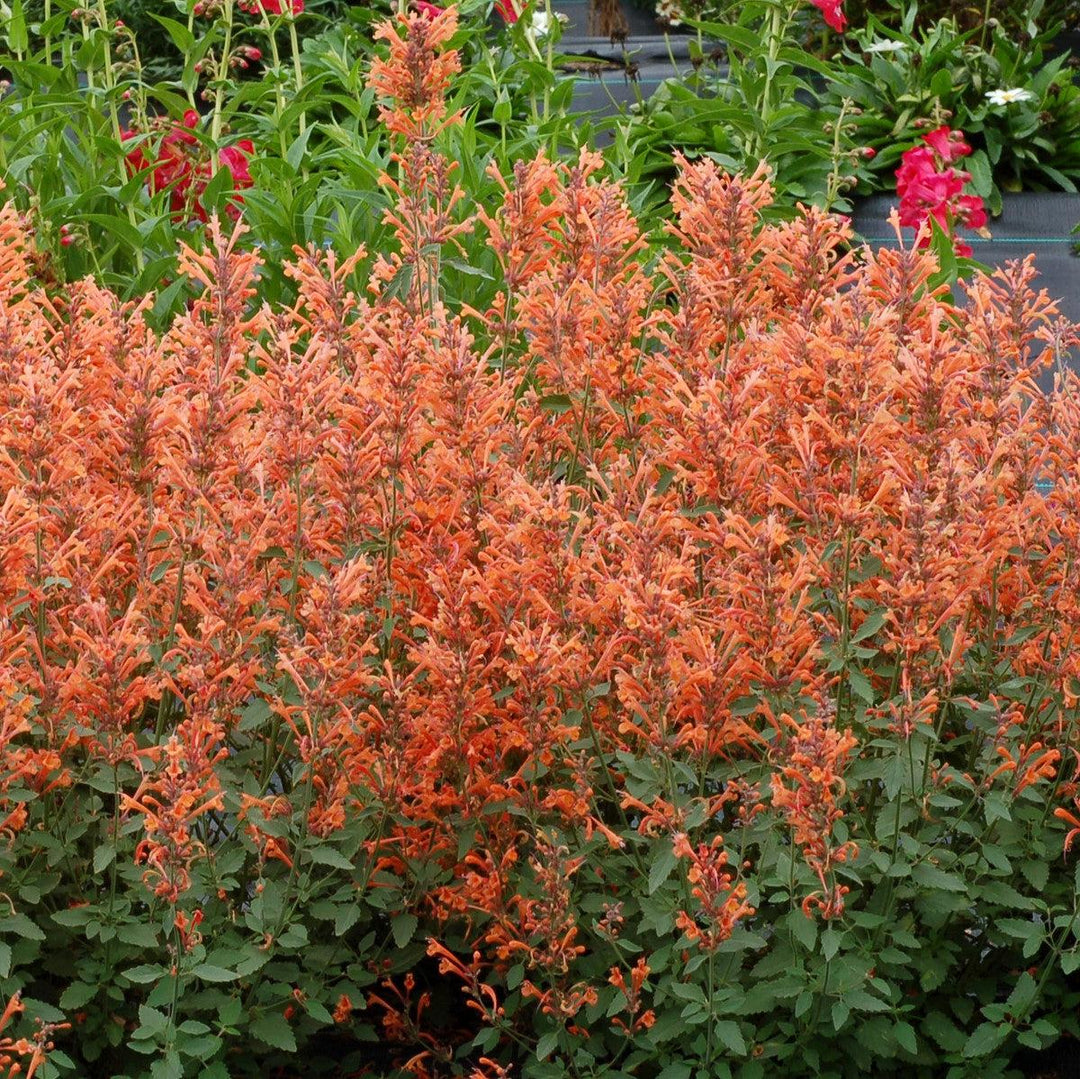 Agastache ‘Kudos Mandarin’ ~ Kudos™ Mandarin Hummingbird Mint, Hyssop