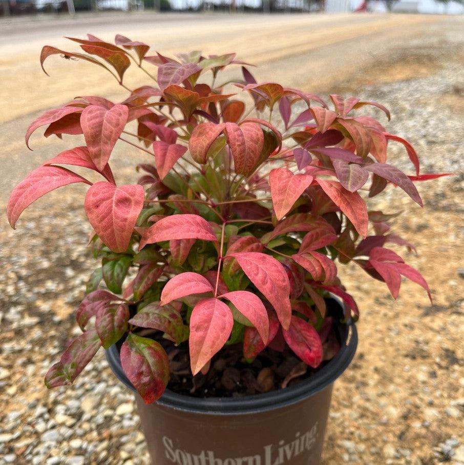 Nandina domestica 'AKA' PP19,916 ~ Blush Pink™ Heavenly Bamboo